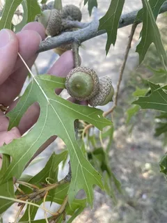 Oak — Texas Red
