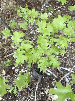 Texas Red Oak (Quercus buckleyi), bloom