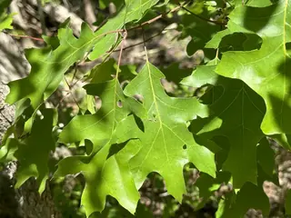 Texas Red Oak (Quercus buckleyi), foliage