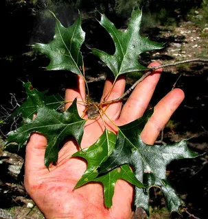 Oak — Texas Red (Quercus buckleyi) — mature form