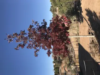 Texas Red Oak (Quercus buckleyi), fall color