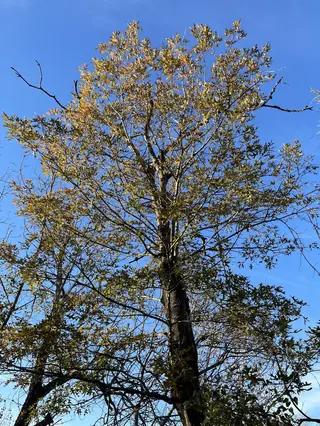Oak, Texas Red