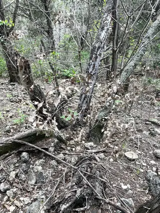 Texas Red Oak (Quercus buckleyi), habit