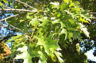 Northern Pin (Quercus ellipsoidalis), habit