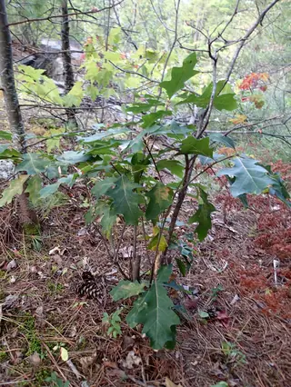 Northern Pin (Quercus ellipsoidalis), bloom