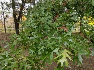 Northern pin oak