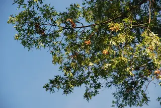 Northern Pin (Quercus ellipsoidalis), mature form