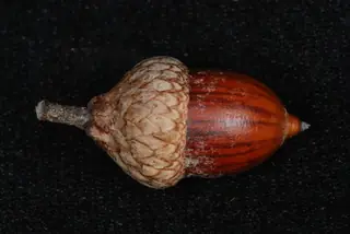 Northern Pin