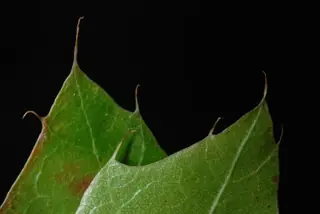 Northern Pin (Quercus ellipsoidalis) — mature form