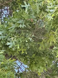 Northern Pin (Quercus ellipsoidalis) — foliage