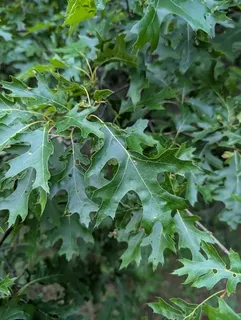 Northern Pin (Quercus ellipsoidalis) — bloom