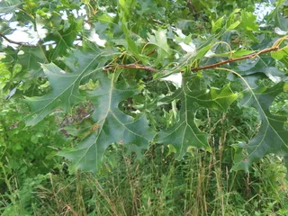 Northern Pin (Quercus ellipsoidalis) — fall color