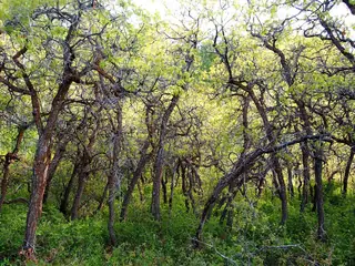 Gambel Oak (Quercus gambelii), foliage