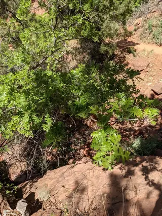 Gambel Oak (Quercus gambelii), bloom