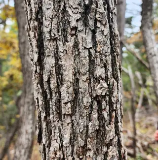 Oak — Gambel