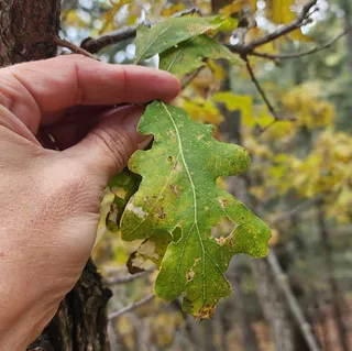 Oak — Gambel (Quercus gambelii) — foliage