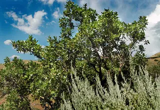 Gambel Oak (Quercus gambelii), habit
