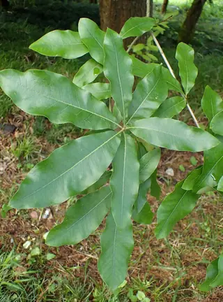 Oak — Shingle (Quercus imbricaria)