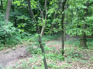 Shingle Oak (Quercus imbricaria), bloom