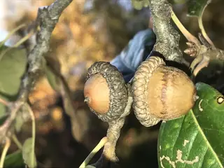 Oak — Shingle (Quercus imbricaria) — mature form