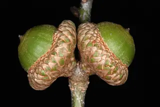 Oak — Shingle (Quercus imbricaria) — foliage