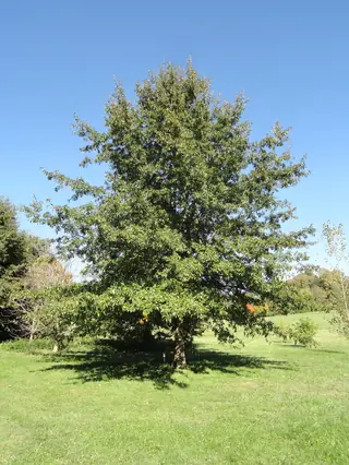 Shingle Oak (Quercus imbricaria)