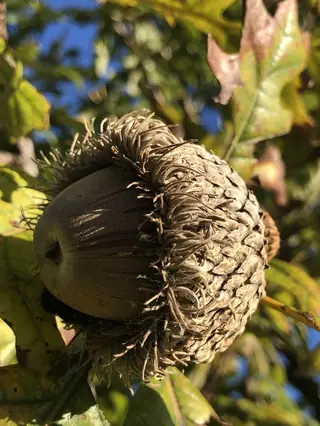 Oak — Bur