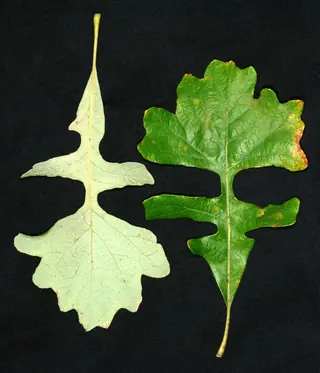 Oak — Bur (Quercus macrocarpa) — mature form