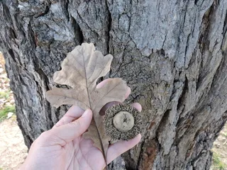 Oak — Bur (Quercus macrocarpa) — foliage