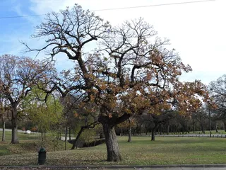 Oak — Bur (Quercus macrocarpa) — bloom