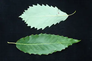 Oak — Chinkapin