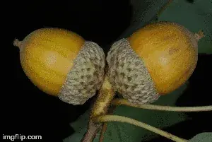 Oak — Chinkapin (Quercus muehlenbergii) — mature form