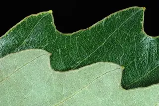 Oak — Chinkapin (Quercus muehlenbergii) — foliage
