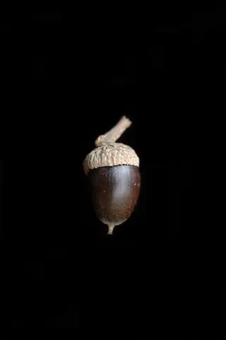 Oak — Chinkapin (Quercus muehlenbergii) — bloom