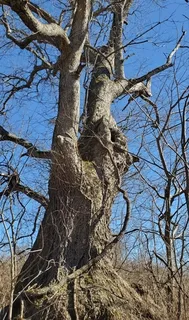 Oak — Chinkapin (Quercus muehlenbergii) — habit