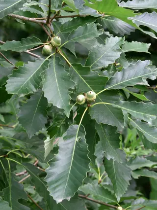 Chinkapin Oak (Quercus muehlenbergii), habit