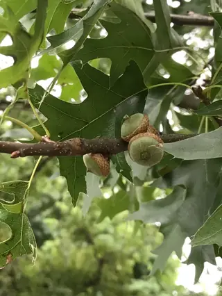 Pin Oak