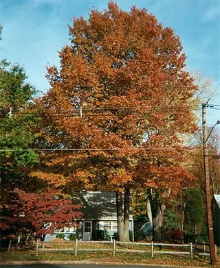 Pin Oak (Quercus palustris), bloom
