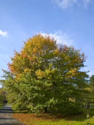 Pin Oak habit