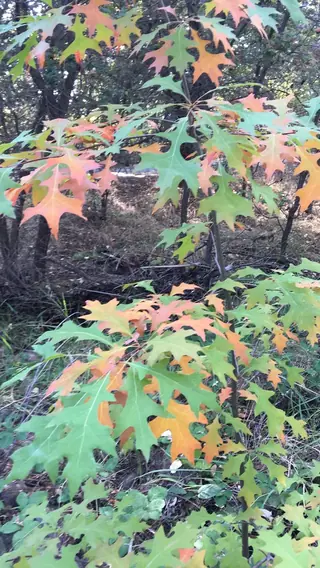 Pin Oak (Quercus palustris) — mature form