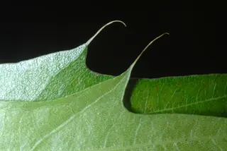 Pin Oak (Quercus palustris) — foliage
