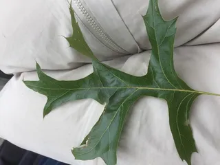 Pin Oak (Quercus palustris) — bloom