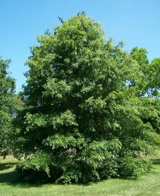 Pin Oak (Quercus palustris), foliage