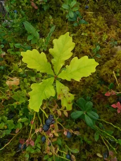 Oak — English