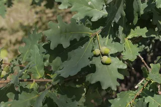 Oak — English (Quercus robur) — mature form