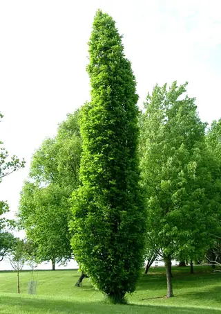 Oak — REGAL PRINCE®, KINDRED SPIRIT® (Quercus robur x bicolor) — mature form