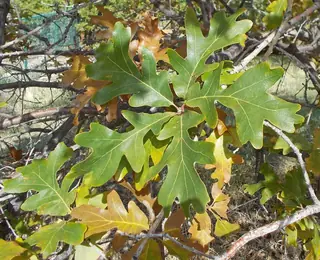 Oak (Quercus robur x macrocarpa)