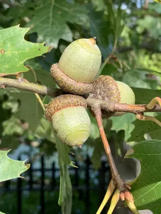 Oak — Red