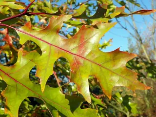 Red Oak leaf