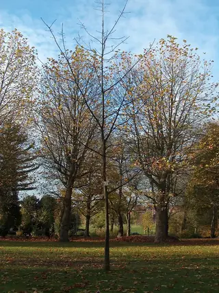 Red Oak (Quercus rubra), foliage